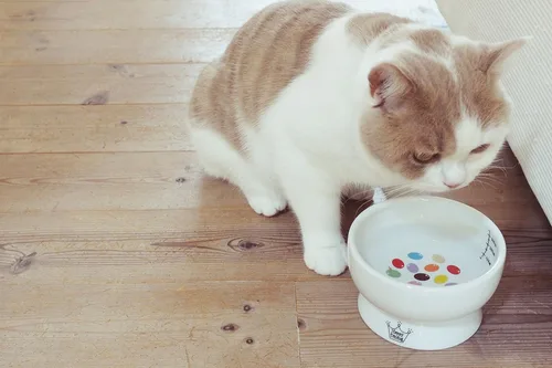 Miniatura 7 de Necoichi Raised Tazón de agua para gatos elevado