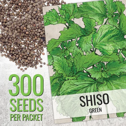 Miniatura 3 de Seed Needs Shiso - Semillas de hierbas variadas, paquete de 2 sin OMG y perilla de reliquia