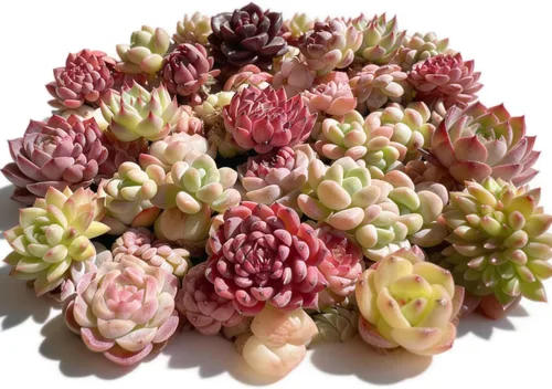 Miniatura 9 de Paquete de 100 plantas suculentas vivas, suculentas surtidas a granel, raíz desnuda a granel, mini plantas suculentas vivas, plantas suculentas