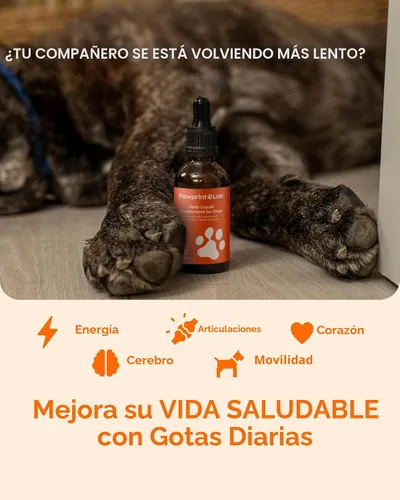 Miniatura 3 de Suplemento de longevidad para perros NAD+ y NMN - Salud de las articulaciones, vitalidad y envejecimiento saludable - Tecnología nanoliposomal