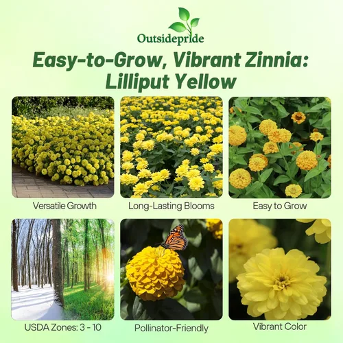 Miniatura 2 de Outsidepride - Zinnia Elegans, 1000 semillas anuales, Lilliput Yellow, flores para plantar, color amarillo