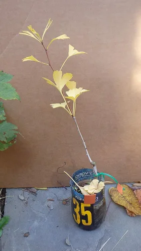 Miniatura 2 de Planta de plántulas de Ginkgo Biloba, 2 años, árbol más antiguo del mundo. Hoja dividida. Raíces envueltas.