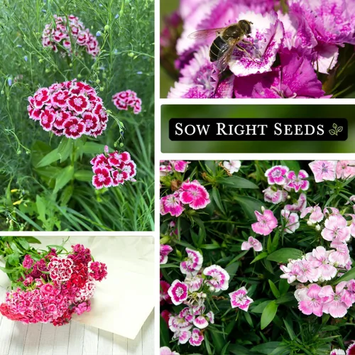 Miniatura 4 de Semillas de flores para plantar Sweet William Mix - Hermosa y comestible variedad bienal - Paquete de reliquia sin OMG para plantar el jardín