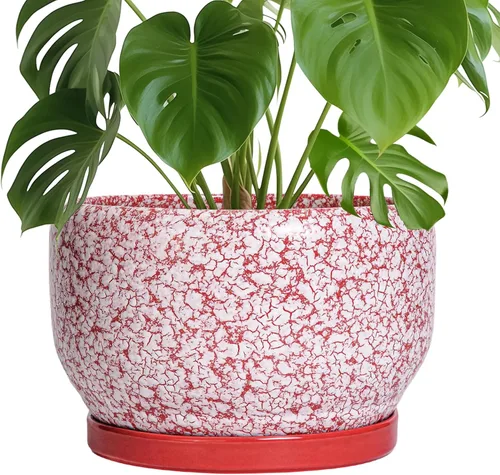 Miniatura 67 de SQOWL Macetas de cerámica – Maceta de 6 pulgadas con orificio de drenaje y bandeja, maceta redonda para plantas de interior, maceta decorativa