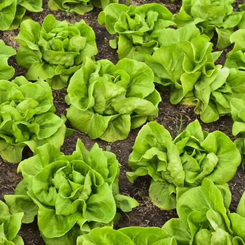 Miniatura 4 de Semillas de Lechuga (Buttercrunch) (2300 Semillas)