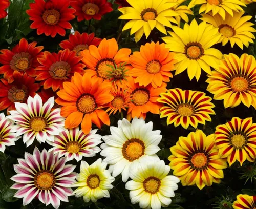 Miniatura 2 de Semillas Treasure Flower Mix (Gazania) Flores anuales para plantar