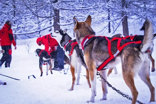 Miniatura 6 de Neewa Arnés X-Back Racing – Grande, rojo Equipo duradero para esquiar en trineo para perros Ajuste cómodo ajustable Cuello 17 pulgadas, pecho