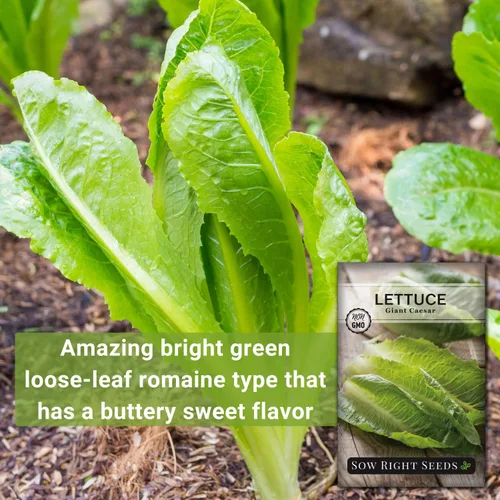 Miniatura 3 de Sow Right Seeds - Semillas de lechuga gigante Caesar para plantar - Paquete de reliquia no transgénica de polinización abierta con instrucciones