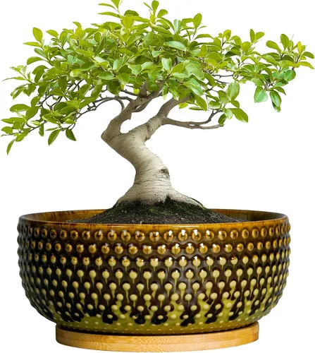 Miniatura 11 de Macetas para suculentas de 8 pulgadas - Macetas de bonsái de cerámica para plantas de interior, maceta con agujero de drenaje y platillo, maceta