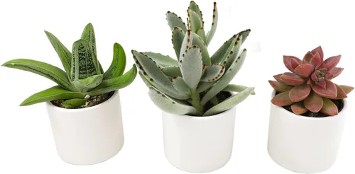 Miniatura 3 de Plants for Pets Suculentas (paquete de 3), plantas suculentas vivas en macetas blancas, mini plantas suculentas, regalos únicos de jardinería