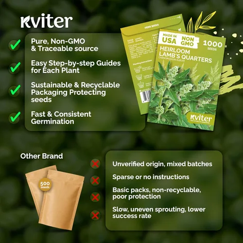 Miniatura 5 de KVITER 1000 semillas de quinua de cordero (Chenopodium Album) - Hierbas comestibles autóctonas, ideales para jardines de hierbas orgánicas
