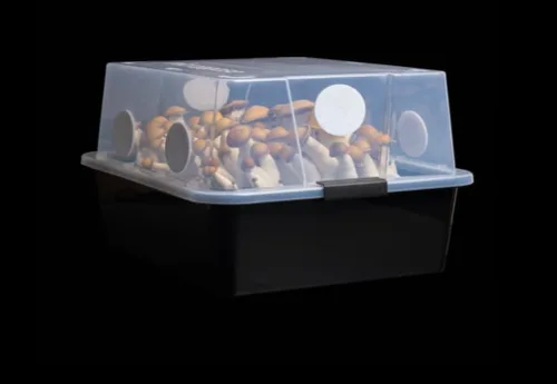 Miniatura 2 de Kit de Cultivo Mushroom Monotub Grande 66Q Kit Completo de Cultivo de Hongos para Hongos Amantes del Estiércol Incluye 2 Bolsas de Spawn