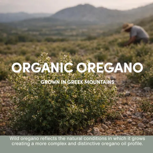 Miniatura 5 de Cápsulas blandas de aceite de orégano silvestre – 86–90% Carvacrol, cápsulas de aceite de orégano, apoyo inmunológico e intestinal* Fácil uso