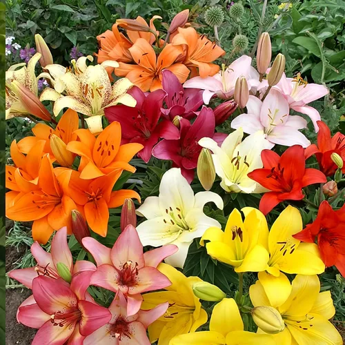 Mezcla de lirios asiáticos (paquete de 10 bombillas), bulbos de flores de lirio perennes recién excavados