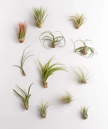 Shop Suculents - Plantas seleccionadas a mano, variedad de especies, plantas de interior tropicales para decoración del hogar y terrarios