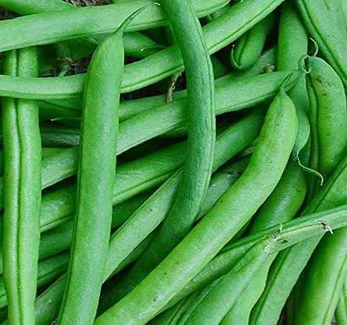 MySeeds.Co - Semillas de frijol Blue Lake 274 de 1 libra (más de 1,300 semillas) - El frijol comúnmente utilizado para enlatar, congelar en vinagre