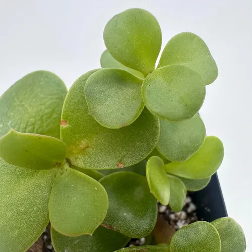 Plantas suculentas vivas, variedades surtidas en dos tamaños de maceta, plantas de fácil cuidado para interiores y exteriores, GNEM (Crassula ovata