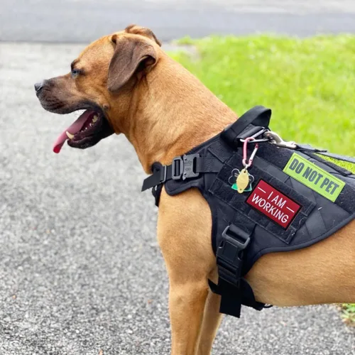 Miniatura 4 de J.CARP 10 Piezas Parches para Perros de Servicio, con texto en inglés «Don't Pet in Training», «Do Not Touch I'm Special», insignia emblema parche
