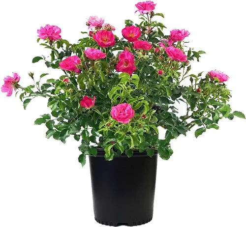 Planta viva de Green Promise Farms Flower Carpet Roses ROSA `FLOWER CARPET PINK` Pink Flower Arbusto #2 Tamaño Contenedor Rosa