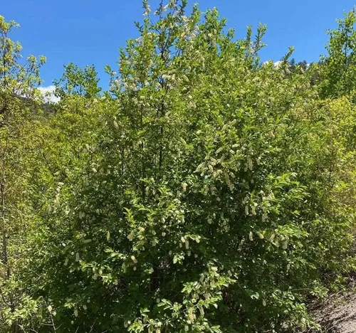 Miniatura 3 de Prunus virginiana (Chokecherry negro) Semilla de árbol, flores blancas fragantes, frutos rojos oscuros brillantes o negruzcos, elige