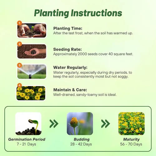 Miniatura 4 de Outsidepride Semillas de zinnia rastreras – 2000 semillas anuales de flores para plantar al aire libre, fáciles de cultivar, tolerantes a la sequía