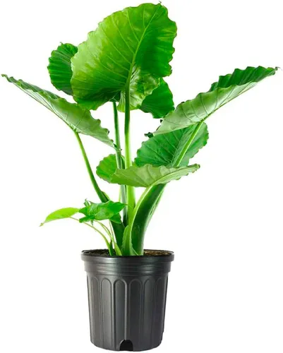 American Plant Exchange Alocasia Oreja de Elefante – Maceta de 10 Pulgadas – Planta Tropical Viva de Cuidado Fácil, Follaje Audaz para Interior o