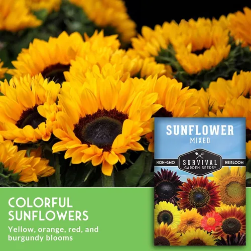 Miniatura 3 de Survival Garden Seeds - Mezcla de semillas de girasol populares para plantar - 2 paquetes con instrucciones para cultivar hermosas flores en tu
