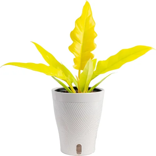Miniatura 11 de Costa Farms – Planta de Pothos Albo Variegado viva en maceta auto-regante, purificadora de aire para interior, perfecta para decoración del hogar