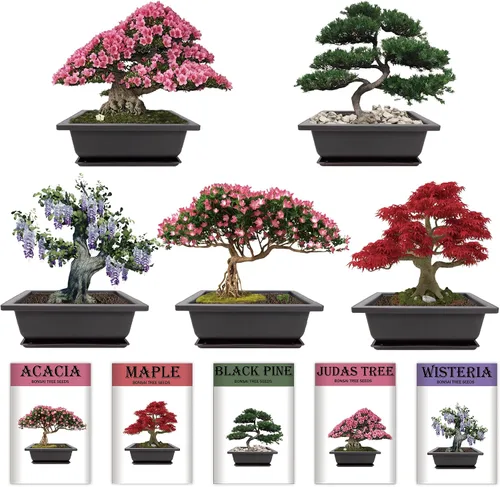 Miniatura 3 de Kit de inicio de jardín bonsái para interiores, 5 semillas que crecen en arce rojo, glicina, pino negro, árbol de judas, acacia, incluye macetas