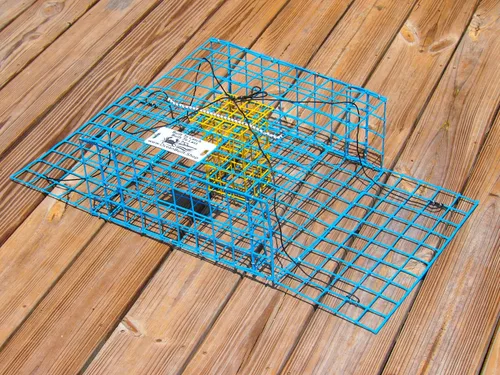 Miniatura 4 de Massachusetts - Trampa plegable para cangrejos azul, malla de alambre de metal resistente, diseño plegable plegable, 15 x 15 x 7 pulgadas