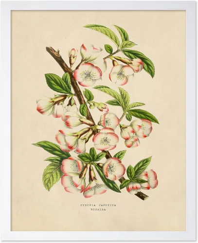 Miniatura 62 de Poster Master Póster Vintage de Plantas Cultivadas - Impresión Botánica Retro - Arte de Flores - Arte de Plantas - Regalo para Hombres y Mujeres