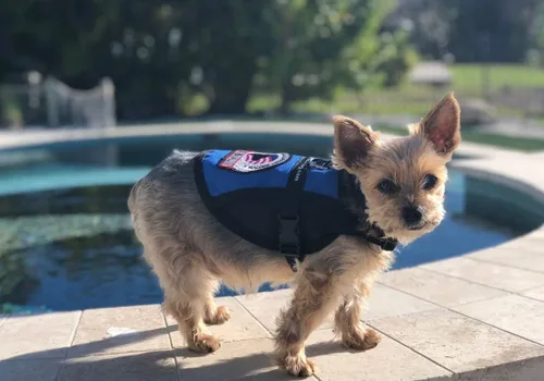 Miniatura 6 de Chaleco prémium para perro de apoyo emocional Chaleco para perro ESA Panel de enfriamiento de malla Arnés de apoyo emocional para perro
