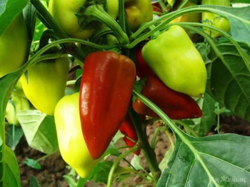Miniatura 2 de Semillas de pimiento dulce blanco-rojo Belozerka Vegetal sin OMG para plantar