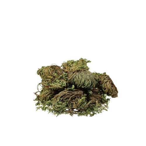 Miniatura 3 de [Hierba Coreana Medicinal] Selaginella Tamariscina (musgo de espiga/Juanbai/& # x02014 & # x0201D & # x0201c4)