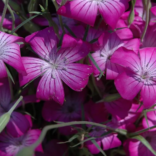 Miniatura 7 de Outsidepride Agrostemma - Semillas de flores moradas – 1000 piezas anuales, corncockle, variedad reliquia, fácil de cultivar, flores silvestres