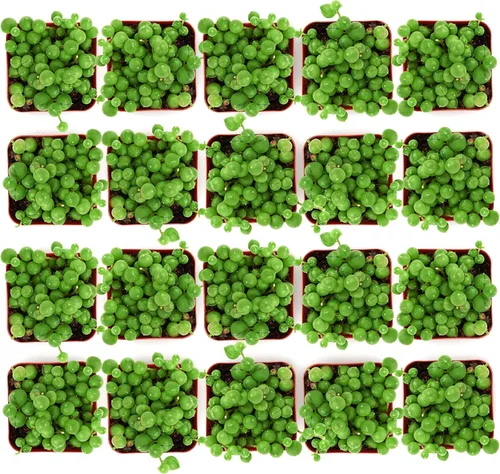 Miniatura 2 de Shop Succulents String of Pearls - Maceta suculenta de 2 pulgadas, paquete de 20