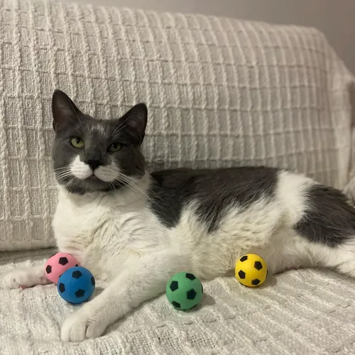 Miniatura 10 de SPOT Pelota de fútbol de esponja para gatos y gatitos, juguete de peluche interactivo y colorido, divertido de batear y perseguir, mantiene a