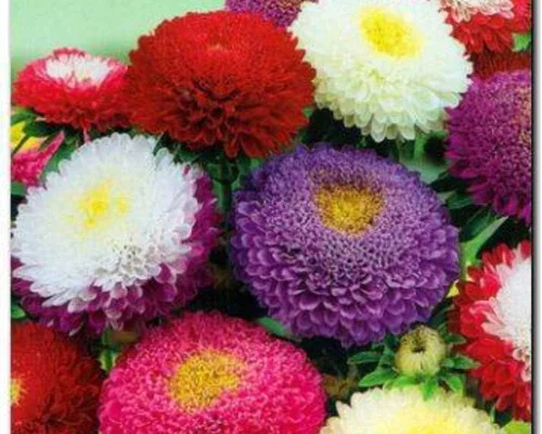 Miniatura 2 de Semillas Aster Suprime Mix Flores Anuales