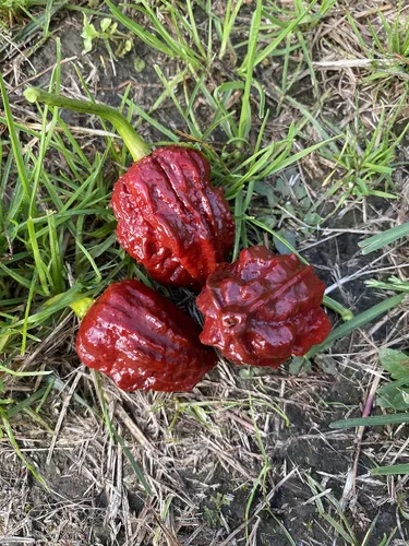 Miniatura 3 de Chocolate Naga Brain Ultra Hot Pepper Semillas prémium para plantar paquete