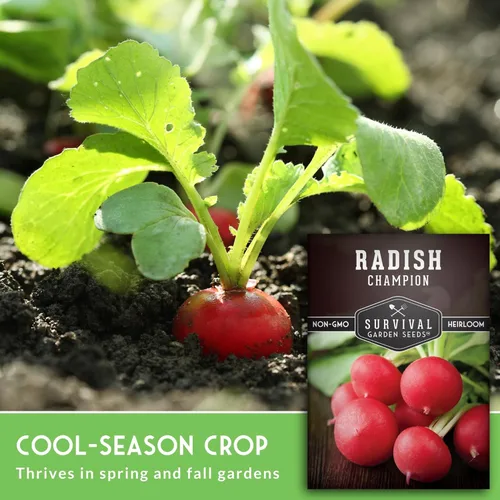 Miniatura 5 de Champion - Semillas de rábano para plantar, reliquia de rápido crecimiento para jardines de primavera y otoño, rábanos rojos redondos grandes, pulpa