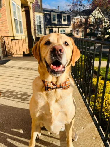 Miniatura 6 de Collar de Halloween para perro con moño de lionet paws - Lindo collar ajustable de moño de algodón para otoño con hebilla de metal para perro A: O &