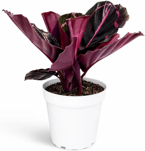 Miniatura 36 de Agloanema Garnet House Plant, Chinese Evergreen Live Plant for Indoor Spaces, Colorful Aglaonema Live Plant, Feng Shui Plants Live Houseplants for