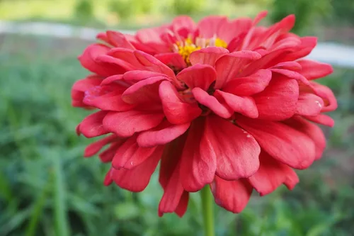 Miniatura 3 de Plant Good Seed Organic Benary's - Semillas gigantes de zinnia de coral para plantar: flor cortada para clima cálido, flores apiladas doble, paquete