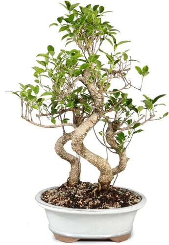 Miniatura 3 de Brussel's Bonsai - Árbol bonsái para interiores, M