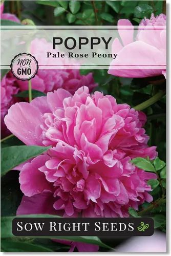 Sow Right Seeds - Semillas de amapola de peonía de rosa pálida para plantar - Variedad anual de reliquia sin OMG - Hermosas flores de amapola -