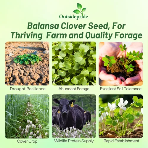 Miniatura 2 de Outsidepride - Semilla de trébol balansa de fijación, tolerante al frío para forraje, polinizador y cultivo de cobertura, 5 lb