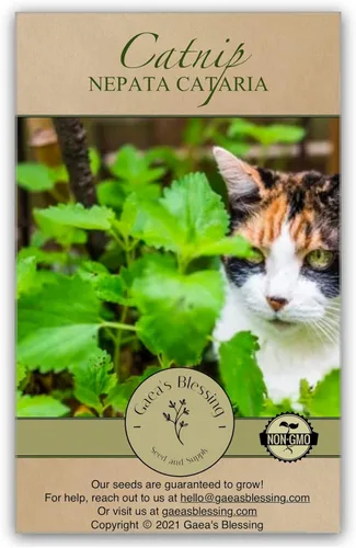 Gaea's Blessing Semillas – Semillas de hierba gatera – Semillas de reliquia sin OMG Nepata Cataria de polinización abierta – con instrucciones