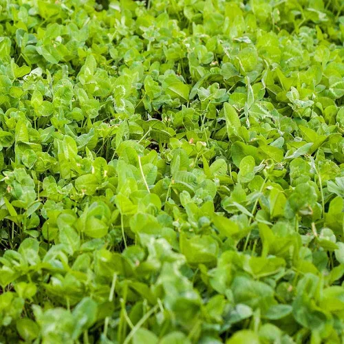 Miniatura 8 de Outsidepride - Semillas Clover King para parcelas de comida de ciervos y vida silvestre, 50 lb
