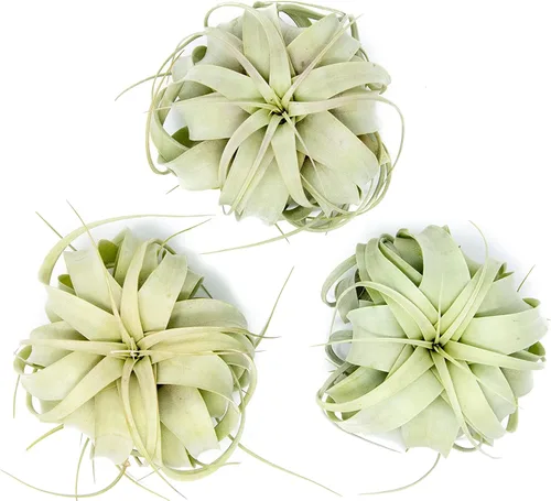 Paquete de 3 plantas de aire grandes Xerographica de 5 a 7 pulgadas de ancho para plantas de interior Tillandsia suculentas, disponibles al por