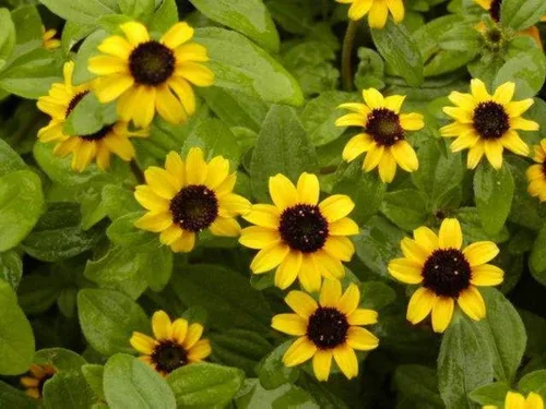 Miniatura 2 de Semillas de zinnia rastreras - Flores naranjas semi-dobles con centros oscuros hermosos (25 - semillas)